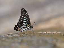 Butterfly （ Graphium Leechi） Stock Images