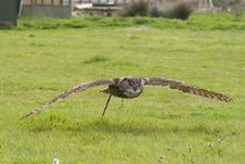 Eagle Eyed Owl In Flight Stock Photography Eagle Eyed Owl In Flight Stock Photography