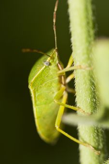 Southern Green Stinkbug (Nezara Viridula) Stock Photography Southern Green Stinkbug (Nezara Viridula) Stock Photography