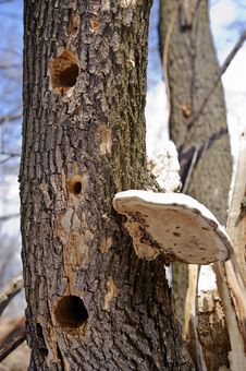 Free Tree Trunk Royalty Free Stock Image - 20175946