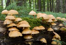 Mushrooms On Tree Trunk Stock Photos Mushrooms On Tree Trunk Stock Photos