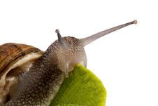 Snail On White Stock Photography
