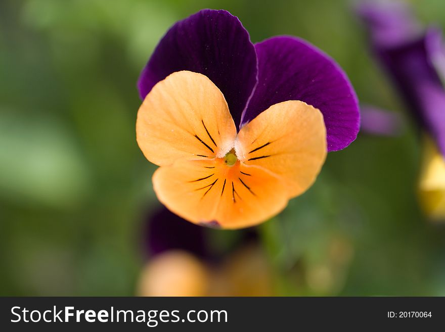 Single flower of pansies close up view. Small depth of field. Single flower of pansies close up view. Small depth of field.