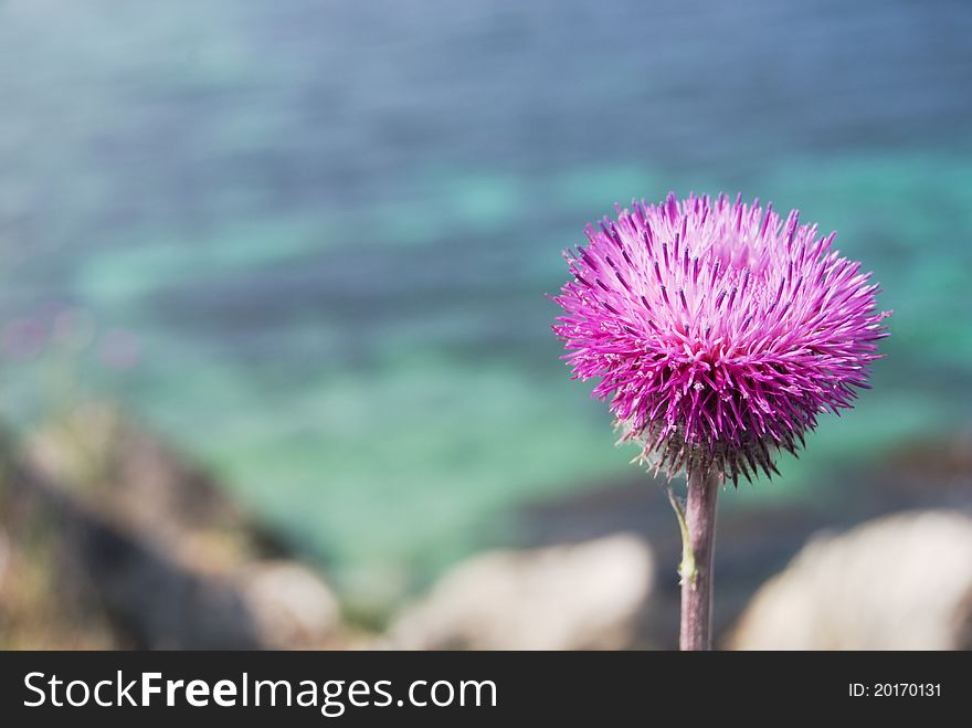 Closeup blooming thistle flower against sea water background