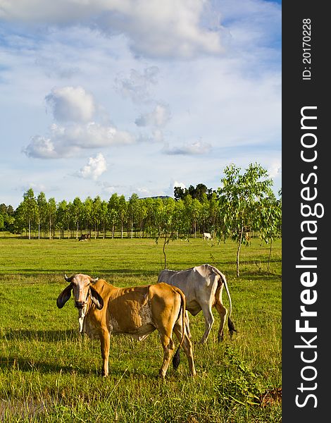 Thin cow cattle in the pasture in the countryside of Thailand