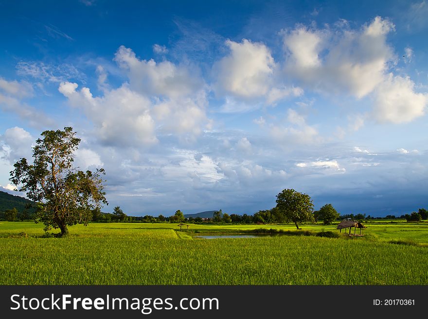 Paddy farmland with small hut and pool under the beautiful clouds. Paddy farmland with small hut and pool under the beautiful clouds