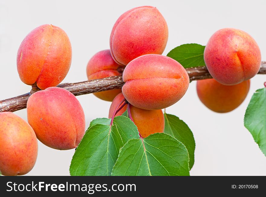 Apricots on tree during the day time.