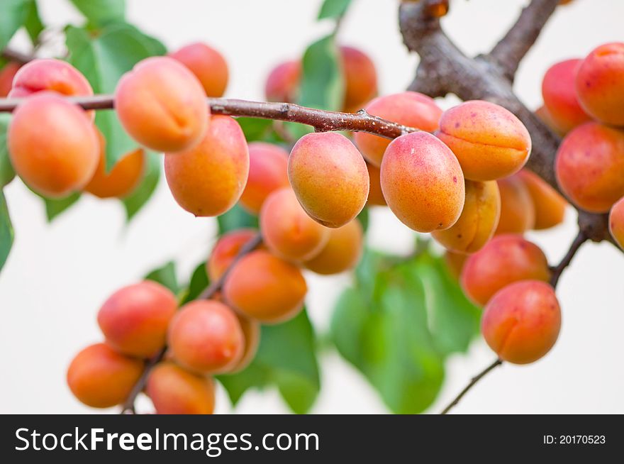 Apricots on tree during the day time.