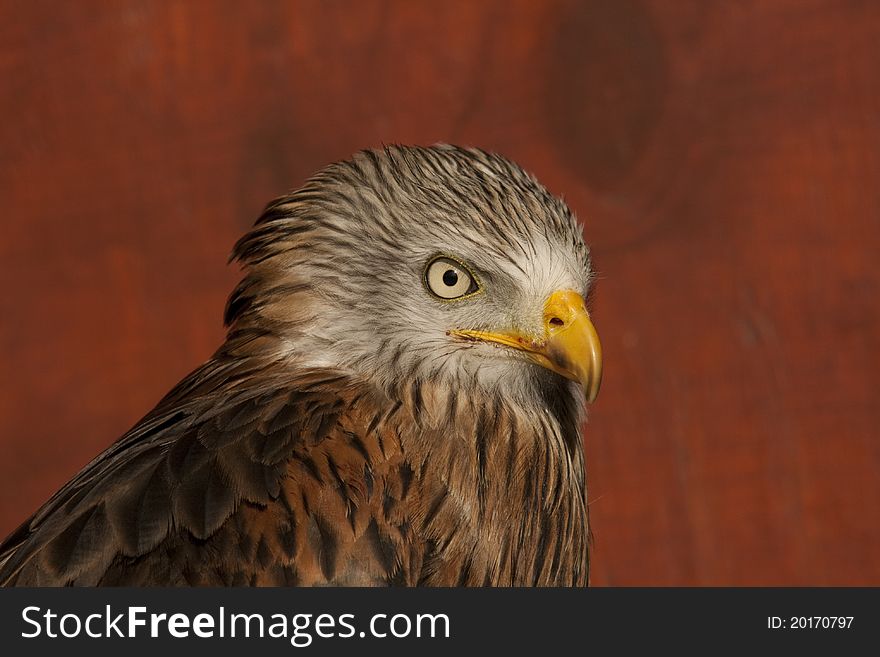 Head Study Of A Red Kite