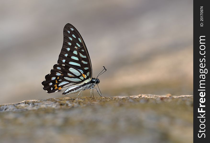 Butterfly （ Graphium leechi）