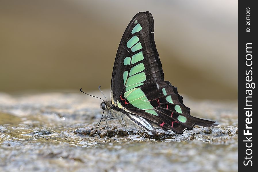 Butterfly (Graphium cloanthus)