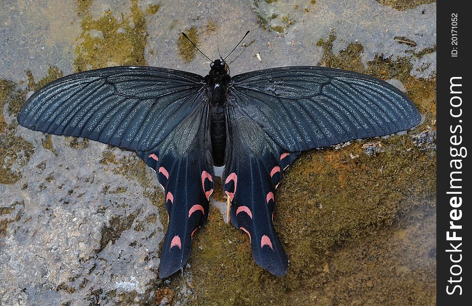 The wing launched 110mm. this butterfly to fall in the shallow water. Thus, we may watch its beautiful shape. The wing launched 110mm. this butterfly to fall in the shallow water. Thus, we may watch its beautiful shape.