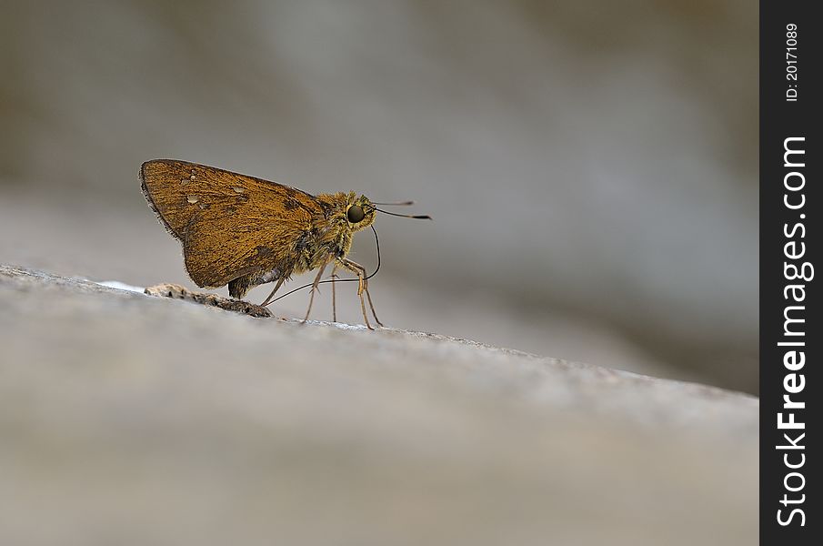 The butterfly (skipper), bodily 18mm is long. The water's edge guano is its presence food. The guano has the nutrition which the butterfly needs.