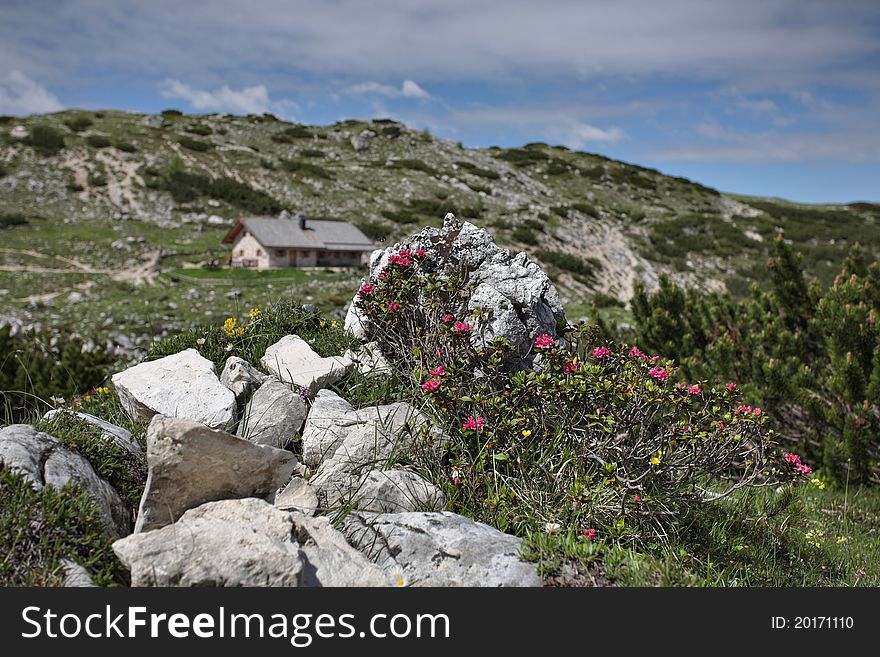 Rhododendron in Alpine valley - Italian Dolomites