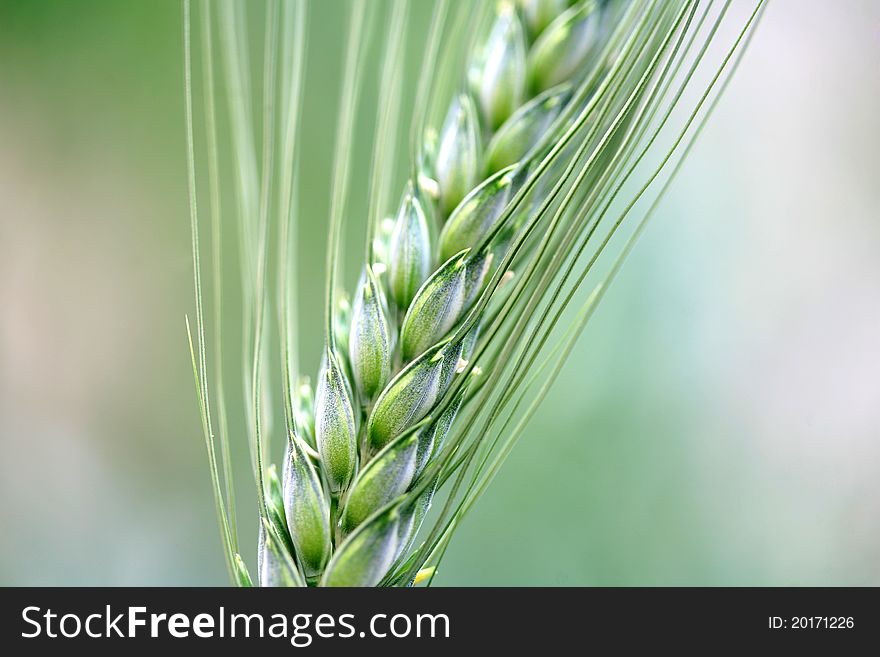 Field of green wheat background
