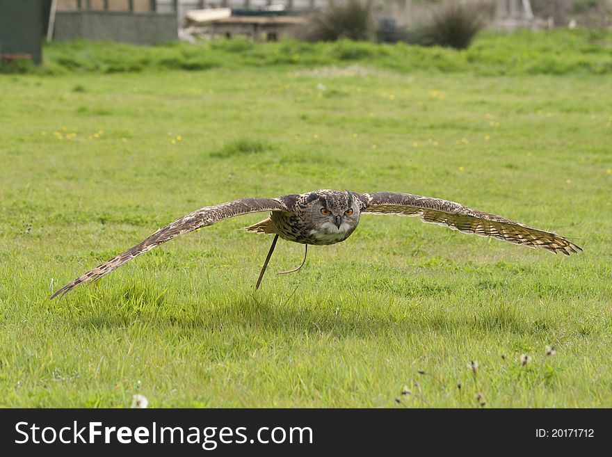 Eagle eyed owl in flight