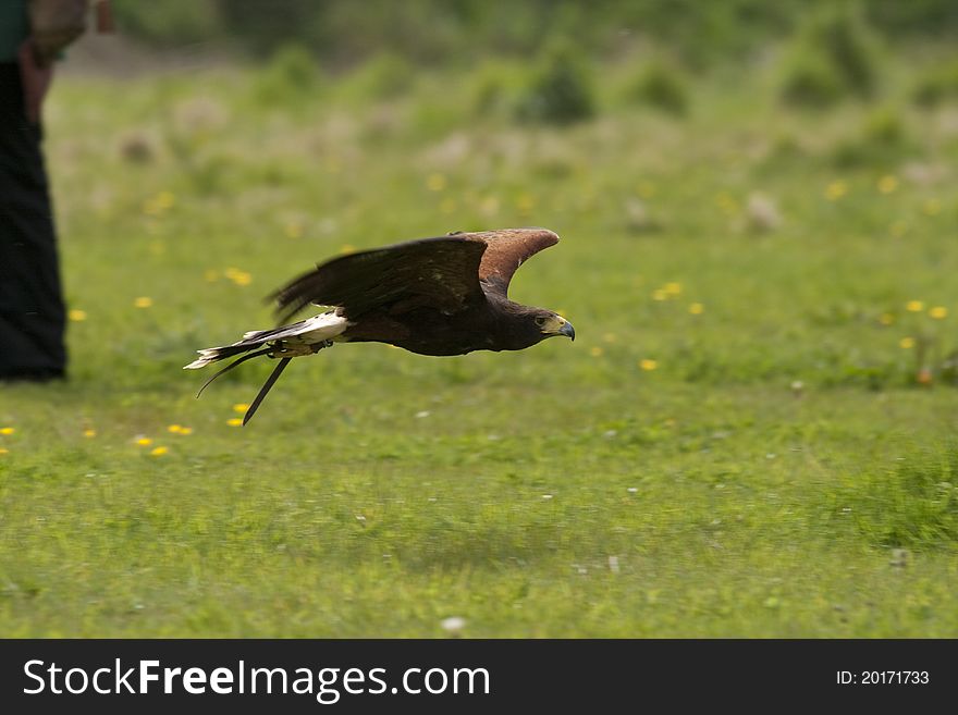 Harris Hawk flying low over the ground. Harris Hawk flying low over the ground