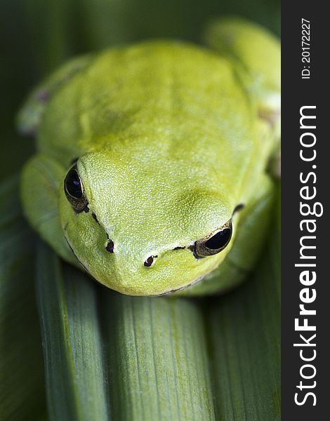 Close up view of a Mediterranean Tree Frog (Hyla meridionalis) on a leaf.