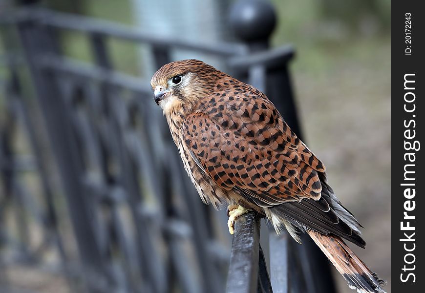 Kestrel sitting on fence in park