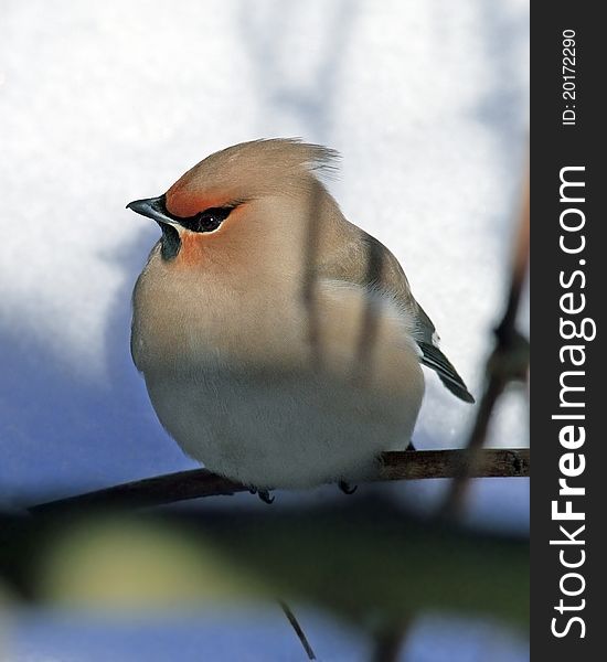 Waxwing sitting on branch - portrait close up. Waxwing sitting on branch - portrait close up