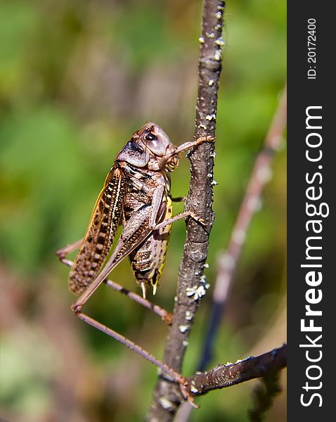 Large grasshopper ( locust ) sitting on a branch in summer forest. Large grasshopper ( locust ) sitting on a branch in summer forest