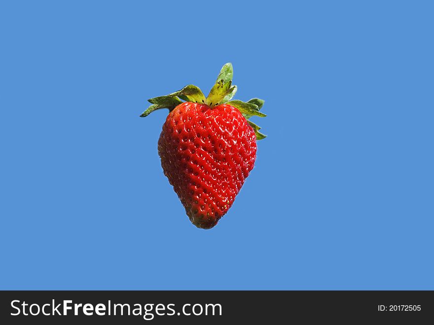 One red strawberry fruit on blue background