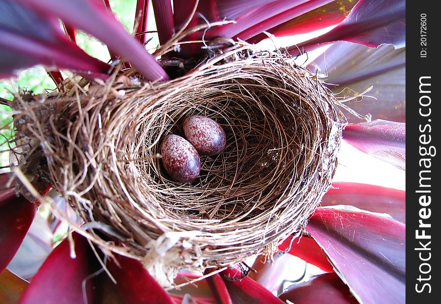 Bird nest with two egg