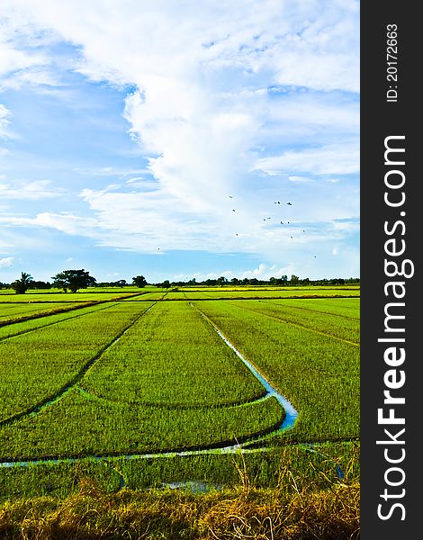 Field and sky in ,Thailand