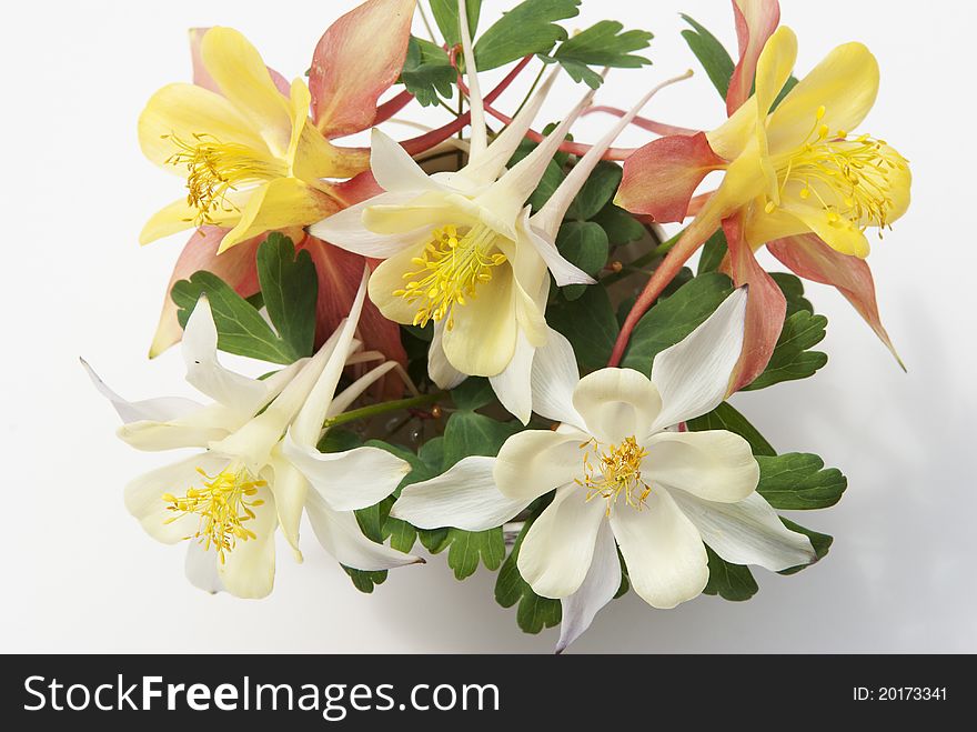 Flowers  in a cup on a white background