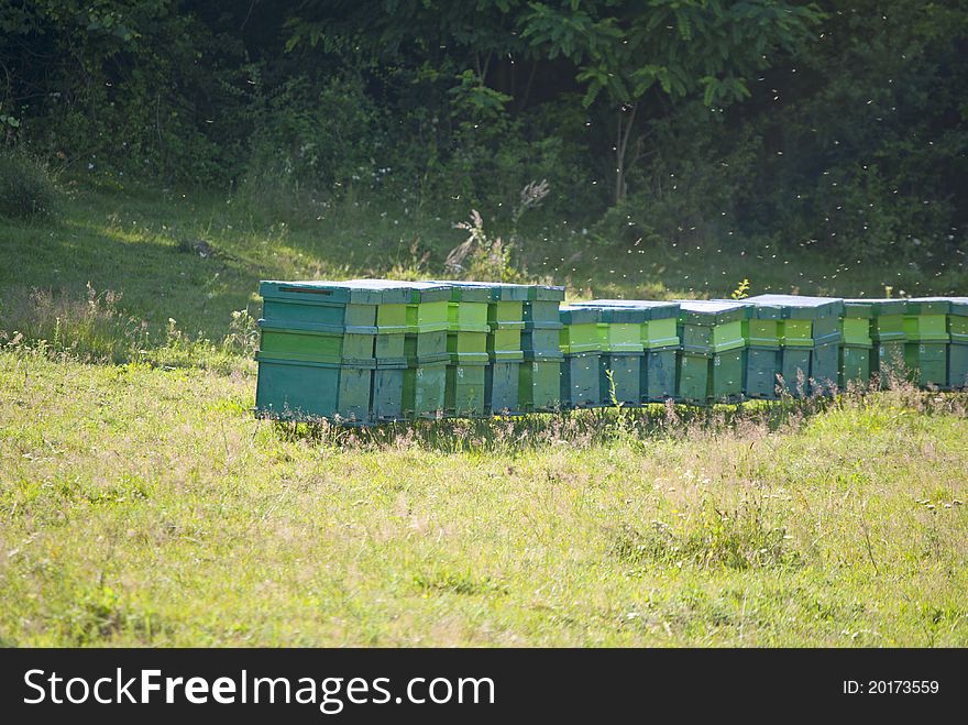 Many bee hive on a field