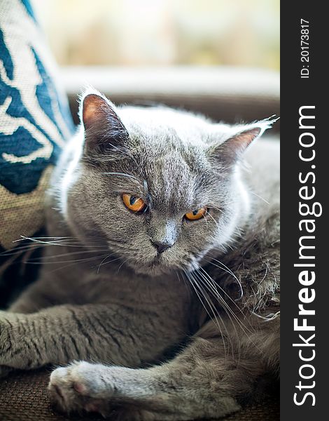 Close-up beautiful grey british cat with orange eyes