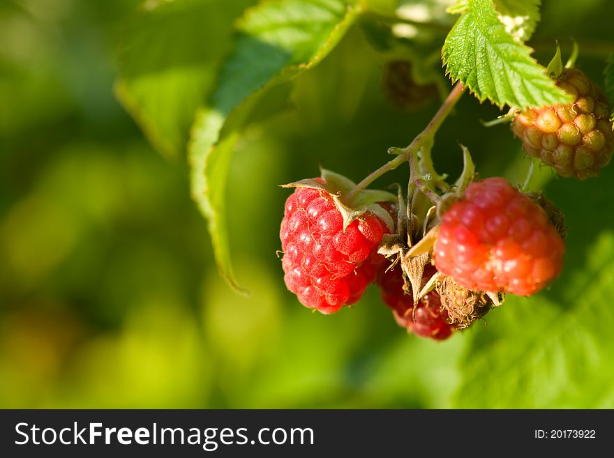 Raspberries Bush