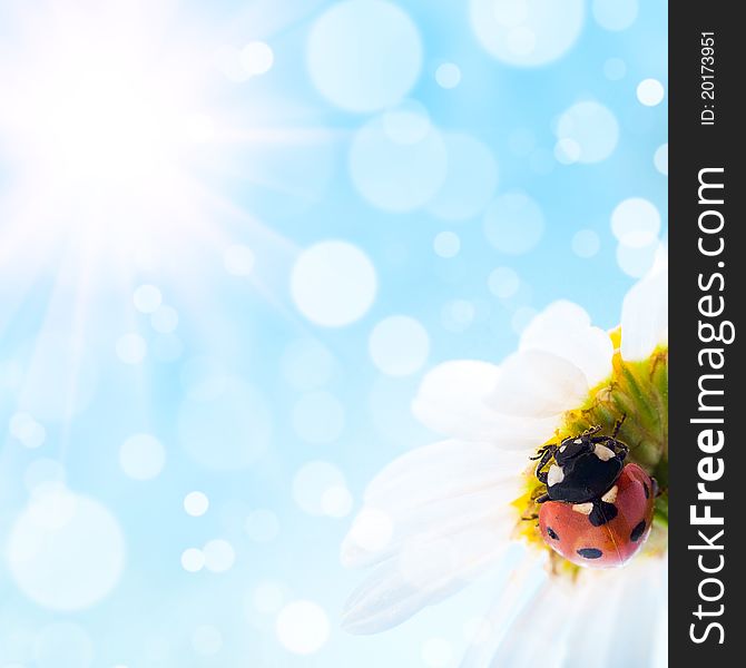 Flower and ladybug with bokeh summer background. Flower and ladybug with bokeh summer background