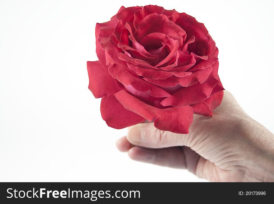 Presenting a red rose to a loved one. Presenting a red rose to a loved one