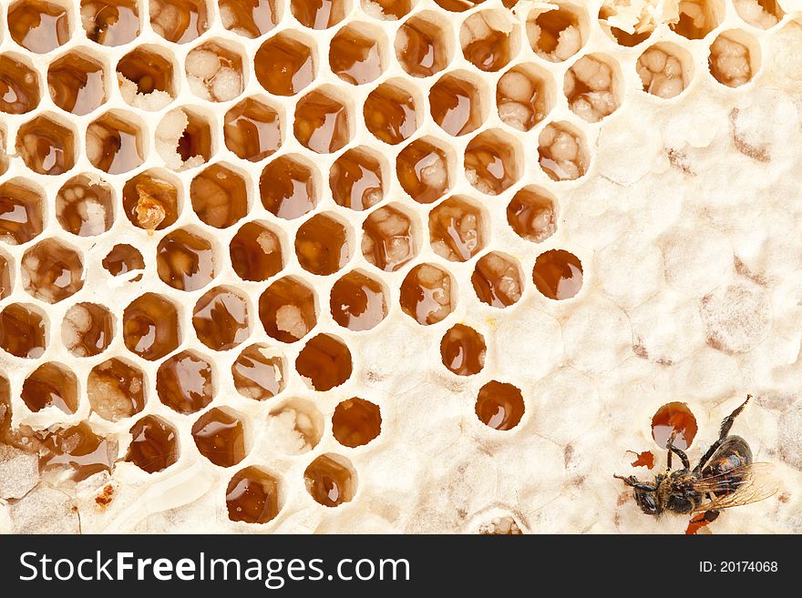 Close up view of honeycombs.