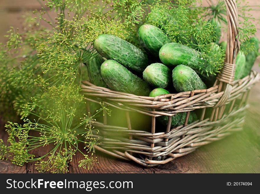 Harvest cucumbers in a basket