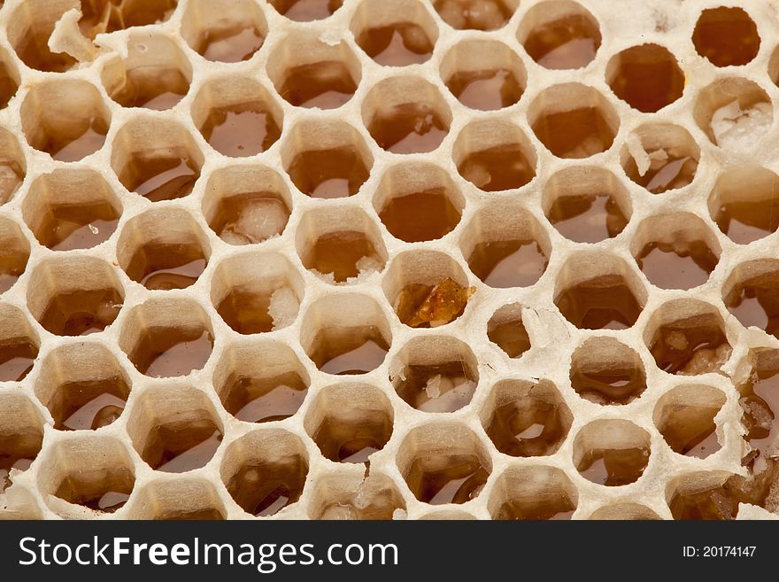 Close up view of honeycombs.