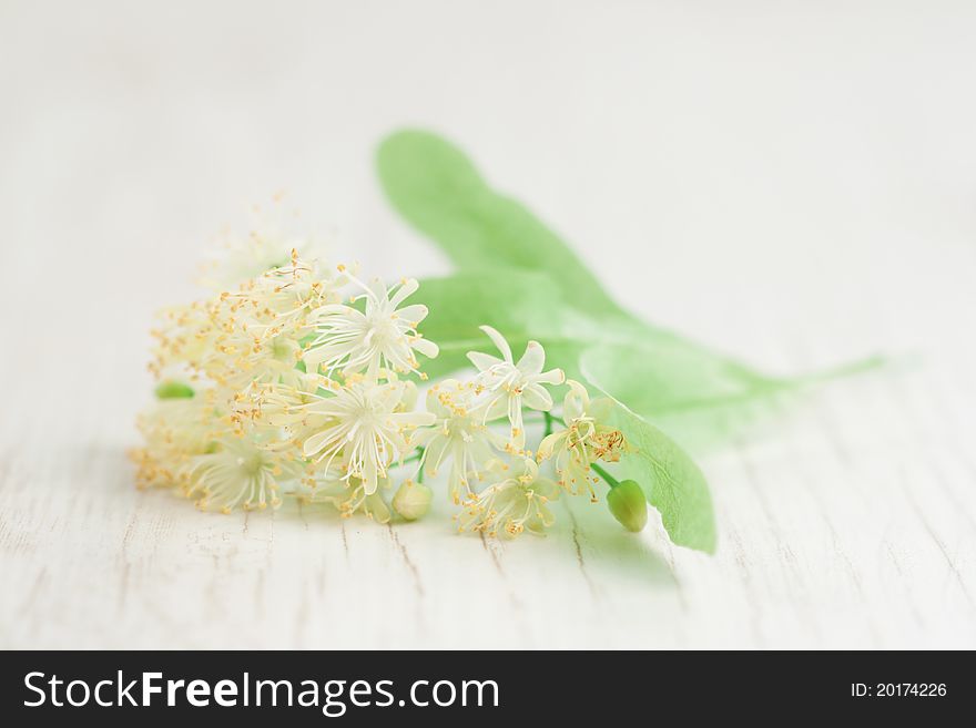 Flowers of linden-tree on a wooden background. Flowers of linden-tree on a wooden background