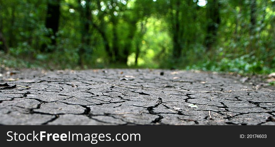 Cracked earth in the background of the forest thicket. Cracked earth in the background of the forest thicket