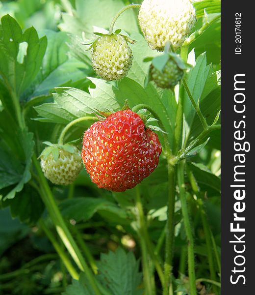 Bush of a garden strawberry with a ripe berry. Bush of a garden strawberry with a ripe berry