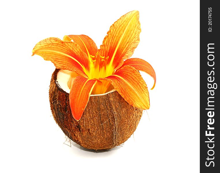 Beautyful lyli flower in coconut. Beautyful lyli flower in coconut