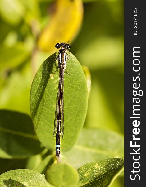 Close up view of a beautiful Damselfly insect hanging on a plant.