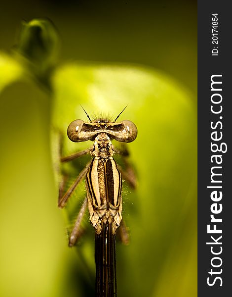 Close up view of a beautiful Damselfly insect hanging on a plant.