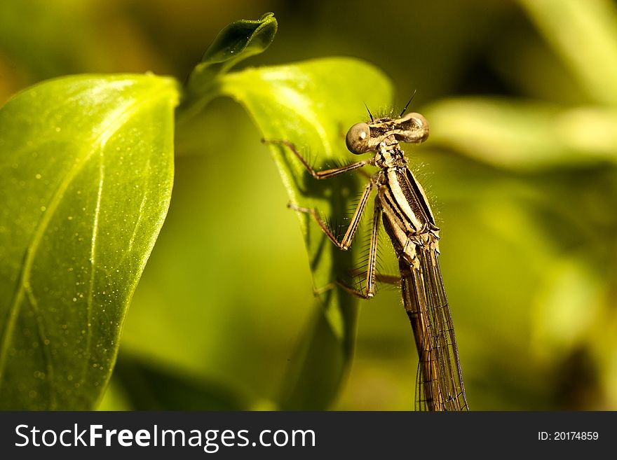 Close up view of a beautiful Damselfly insect hanging on a plant.