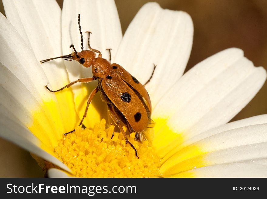 Close up view of a bright orange beetle bug (Leptopalpus rostratus) on a flower.