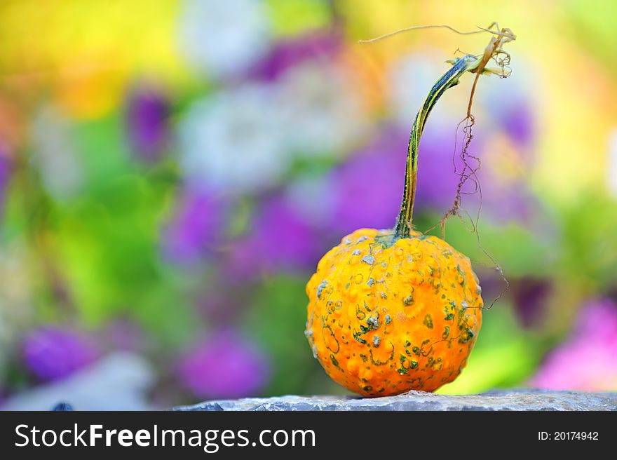 Harvested pumpkin