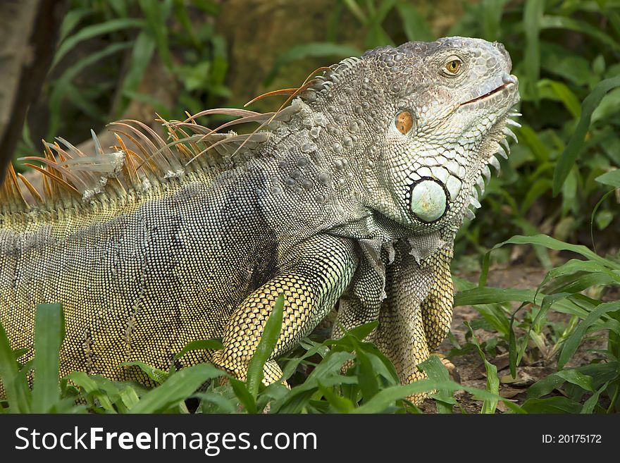 Side of Iguana is molting. Side of Iguana is molting