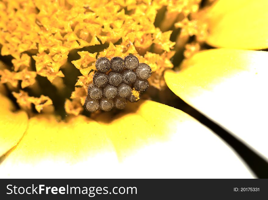 Close up view of a cluster of butterfly eggs on a daisy flower.
