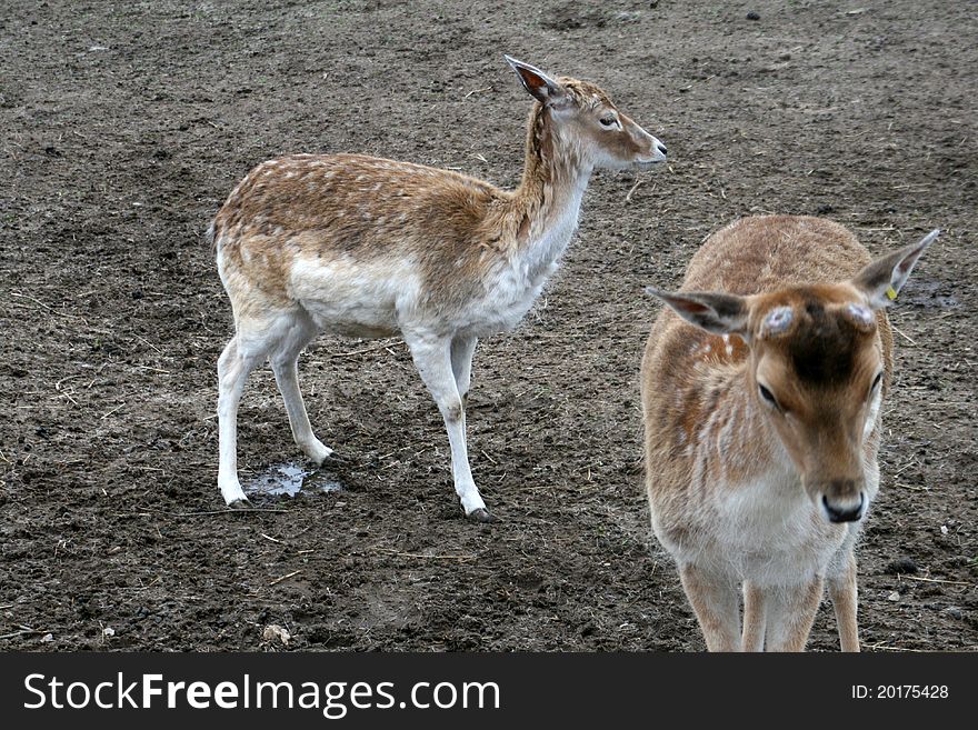 Fallow deer on a ground