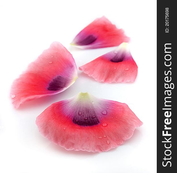 Petals of a poppy with drops on a white background